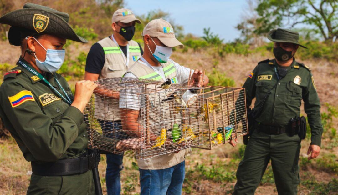 Entre las especies se encentran hicoteas, babillas y aves que estaban siendo comercializados en el mercado de Bazurto