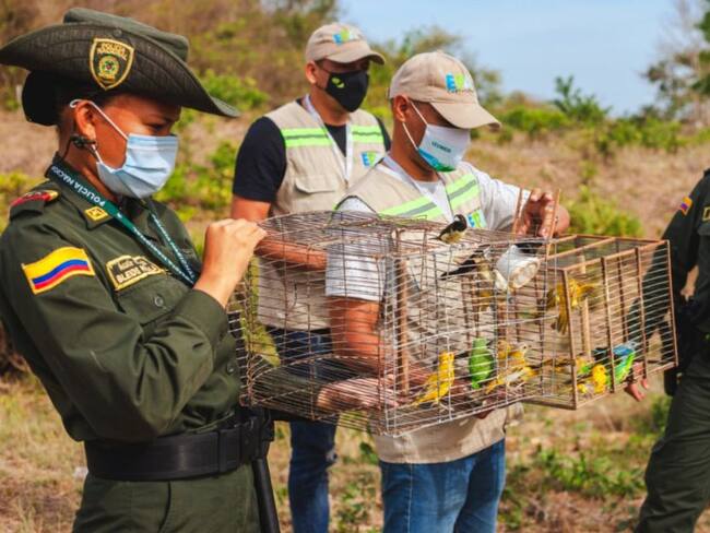 Entre las especies se encentran hicoteas, babillas y aves que estaban siendo comercializados en el mercado de Bazurto