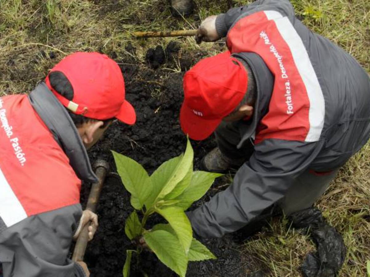 Denuncian retrasos en siembra y mantenimiento de árboles en Bogotá