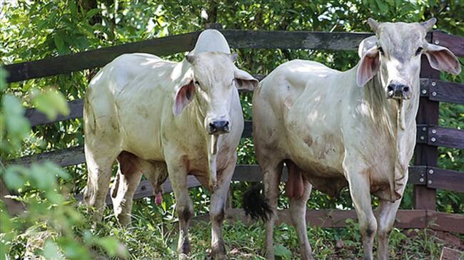 Ganado bovino. Foto: Colprensa