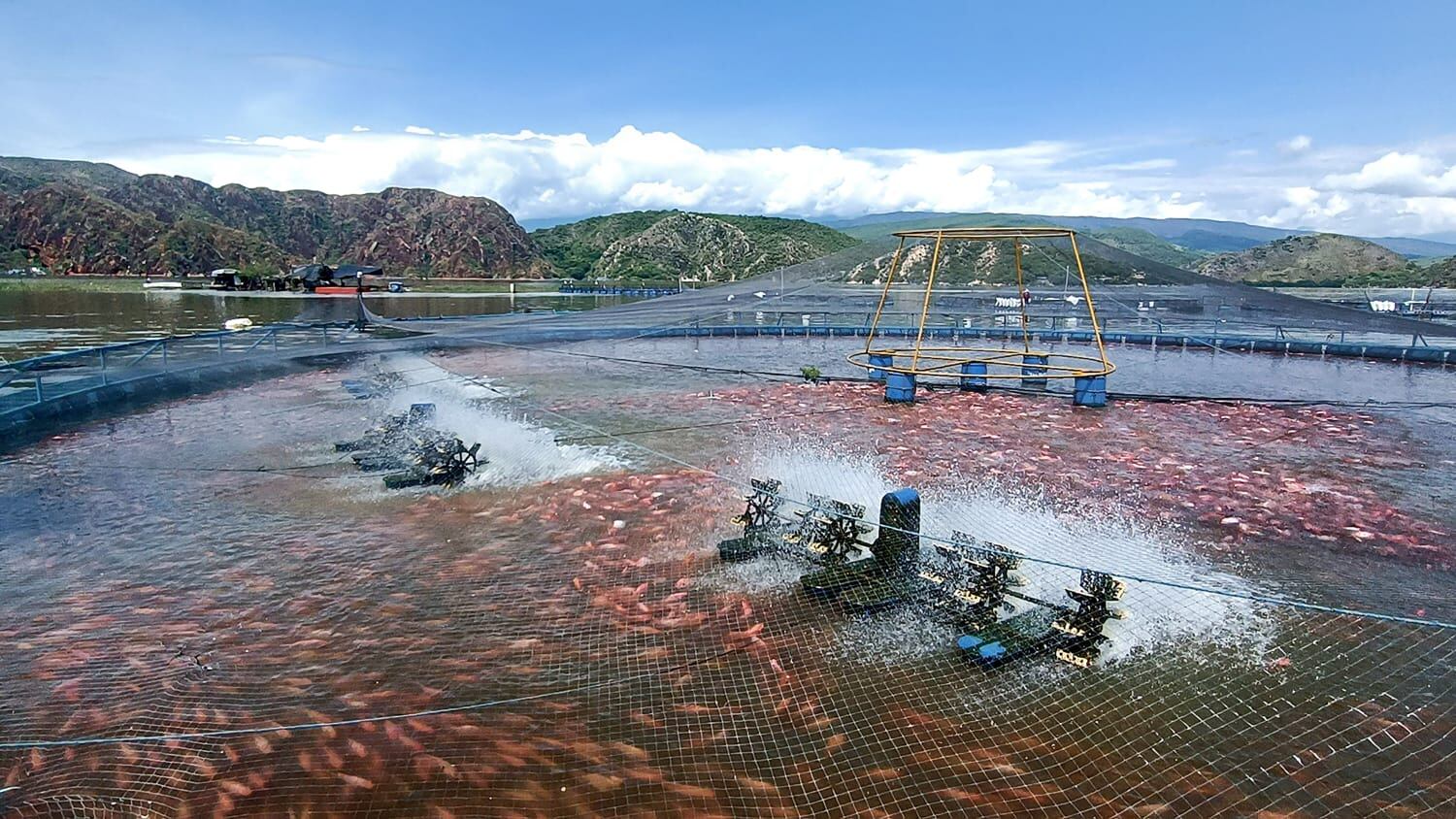 Es por ello que desde la Secretaría de Agricultura y Minería del Huila, se hace un llamado a los piscicultores del departamento especialmente a los establecidos en el embalse de Betania, a permanecer alerta frente a los cambios en los niveles del agua, a fin de tomar decisiones informadas sobre esta actividad productiva.