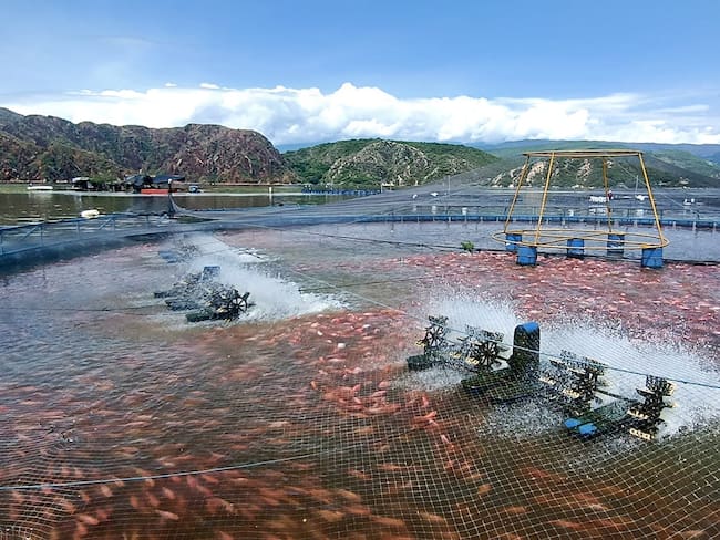 Es por ello que desde la Secretaría de Agricultura y Minería del Huila, se hace un llamado a los piscicultores del departamento especialmente a los establecidos en el embalse de Betania, a permanecer alerta frente a los cambios en los niveles del agua, a fin de tomar decisiones informadas sobre esta actividad productiva.