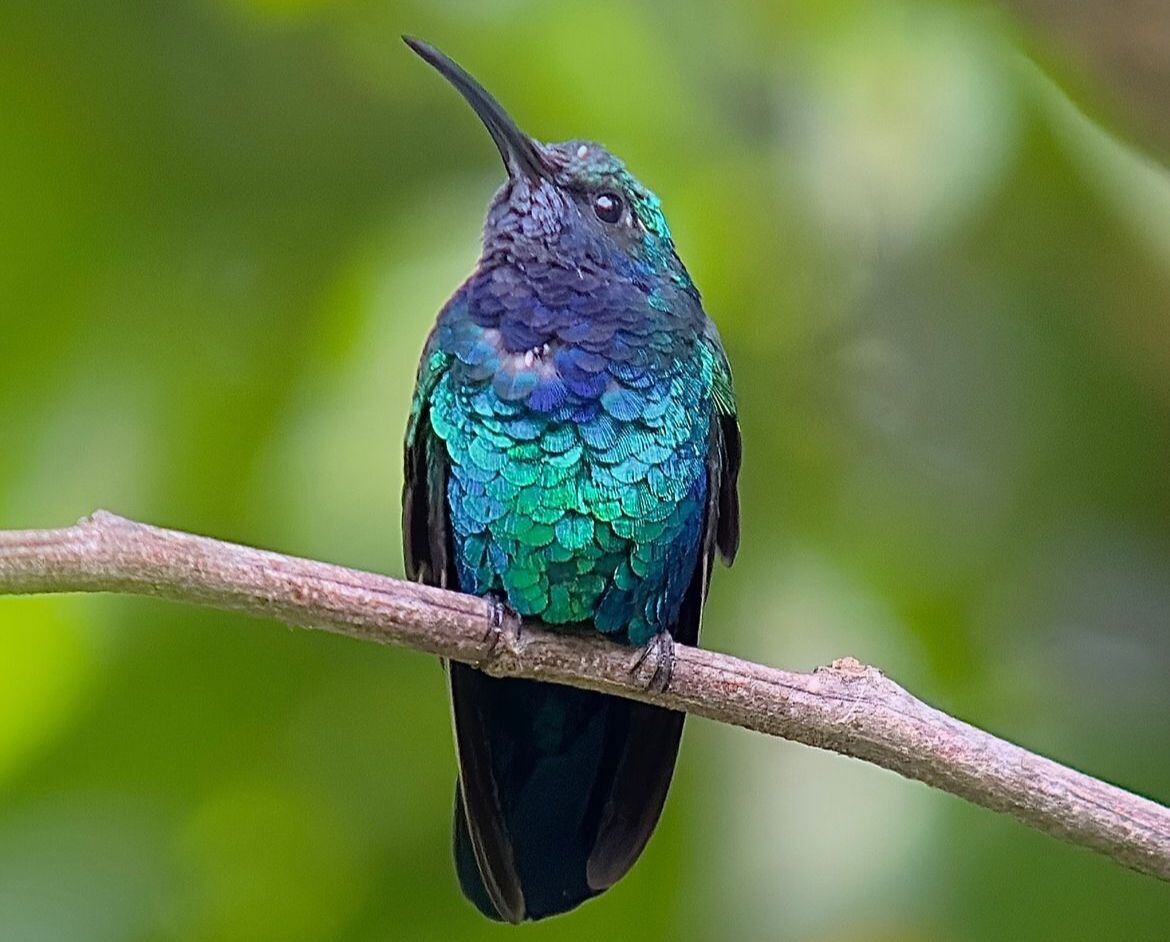 Santa Marta Sabrewing foto de Carole Turek, YouTube: @hummingbirdspot