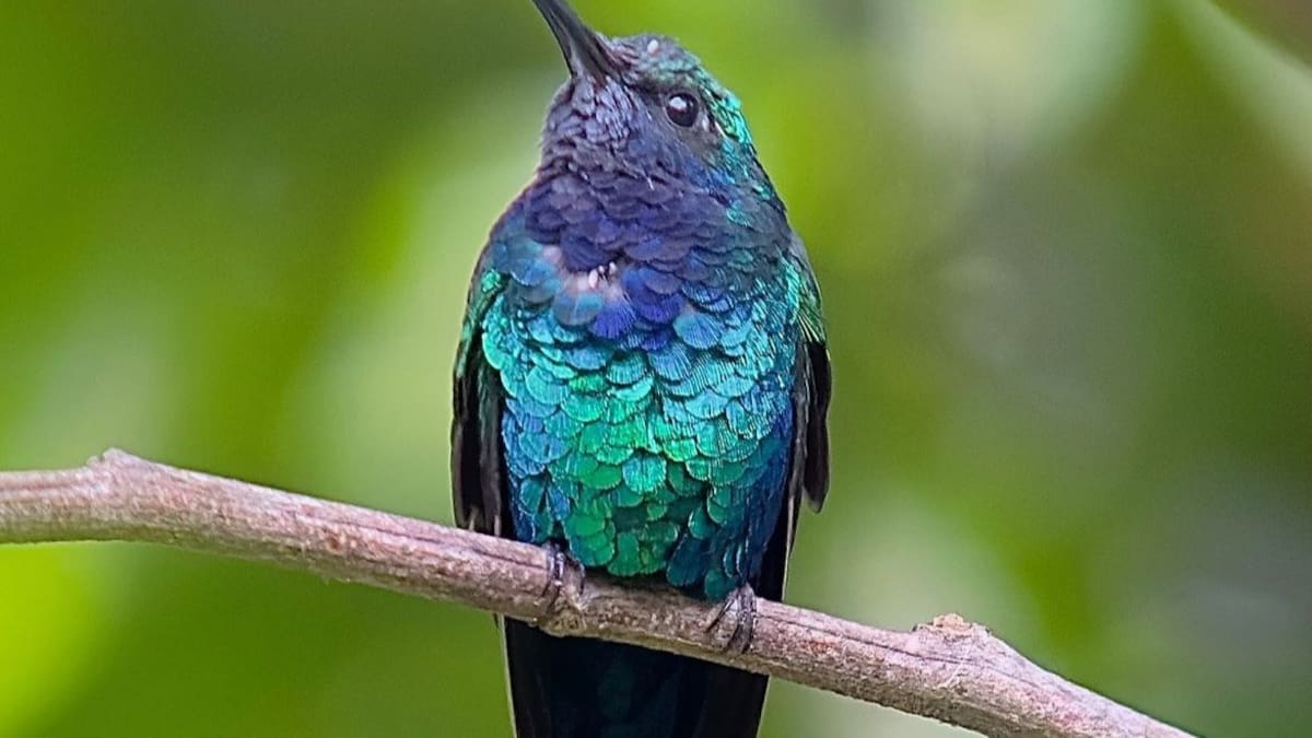 Leonardo DiCaprio destaca el avistamiento de una especie de colibrí en la Sierra Nevada