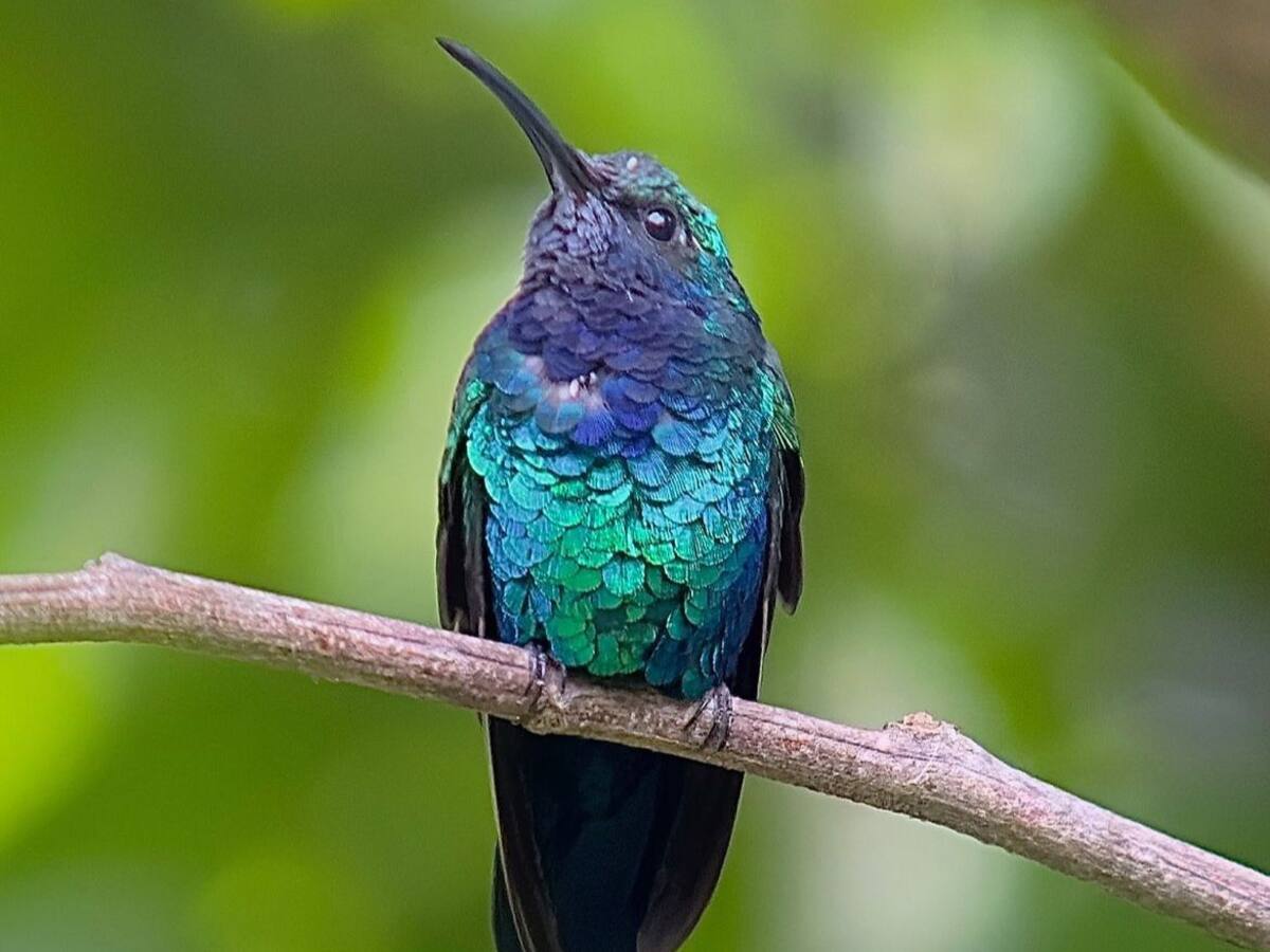 Leonardo DiCaprio destaca el avistamiento de una especie de colibrí en la Sierra Nevada