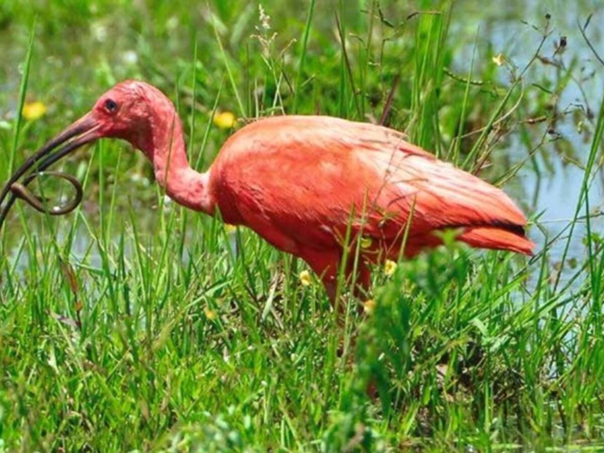 Biodiversidad en el departamento de Arauca