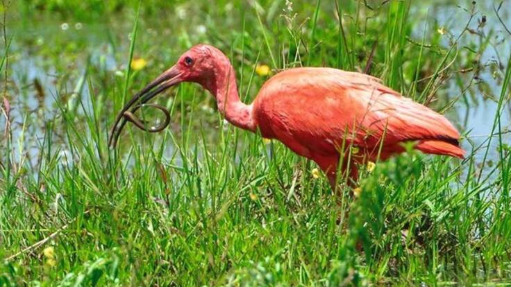 Biodiversidad en el departamento de Arauca