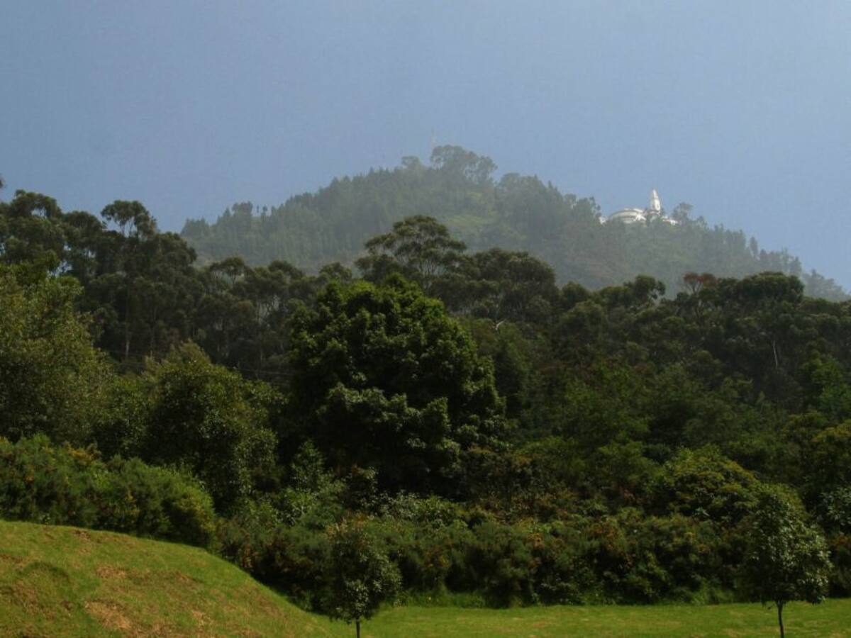 1.200 árboles fueron sembrados en los cerros orientales de Bogotá