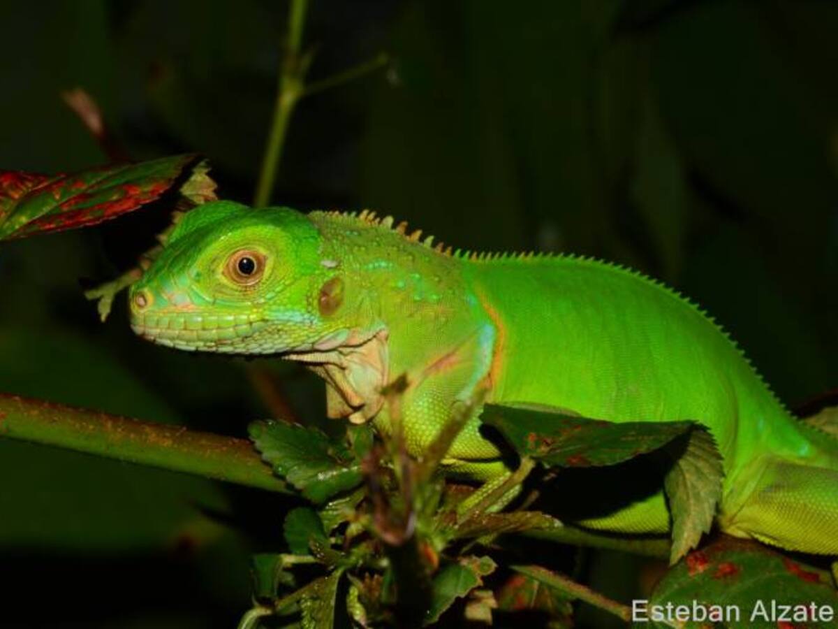 Grupo Argos y U. CES se unen e identifican fauna silvestre en silvicultura