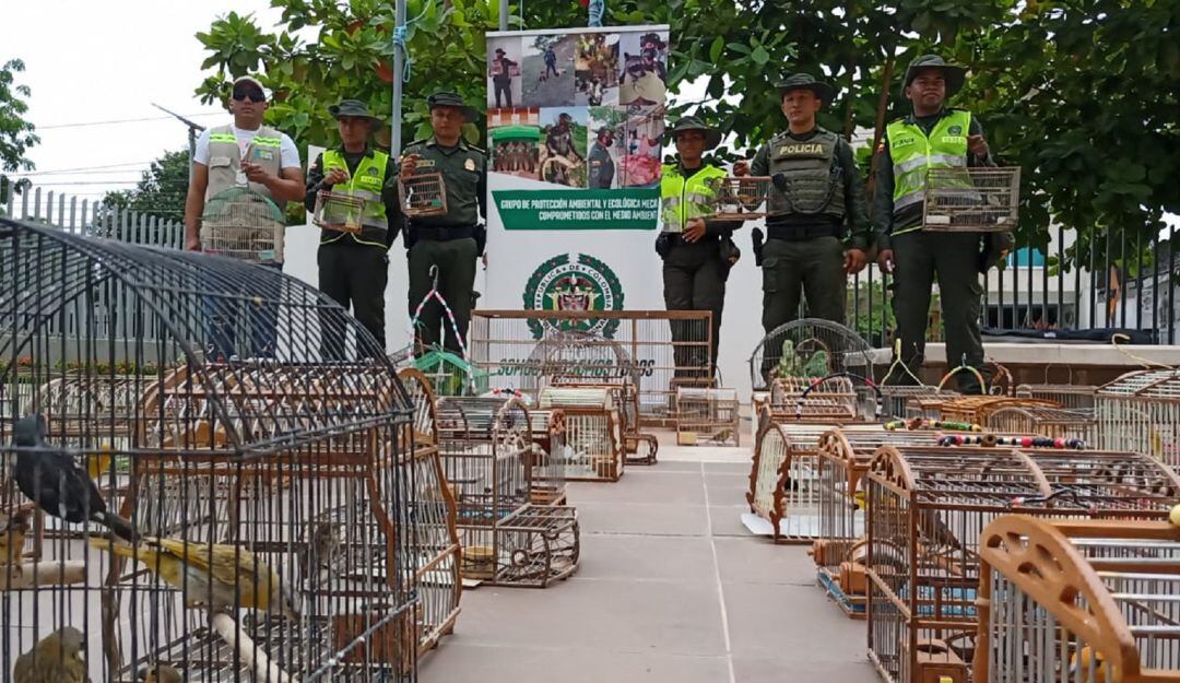 Estos animales tendrían un valor ecológico de 40 millones de pesos aproximadamente.