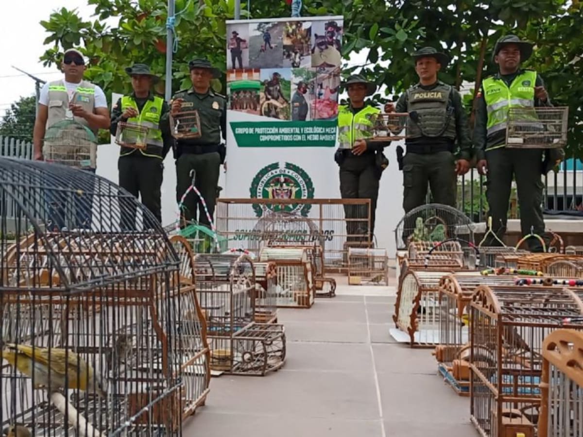 Policía rescató 92 aves en cautiverio en el mercado de Bazurto en Cartagena