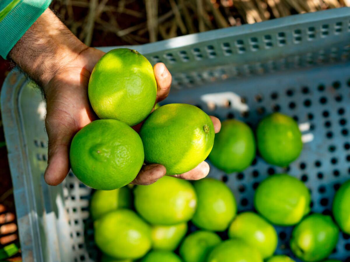 En Lebrija cambiaron la piña por el limón: preocupación entre exportadores por aumento de aranceles