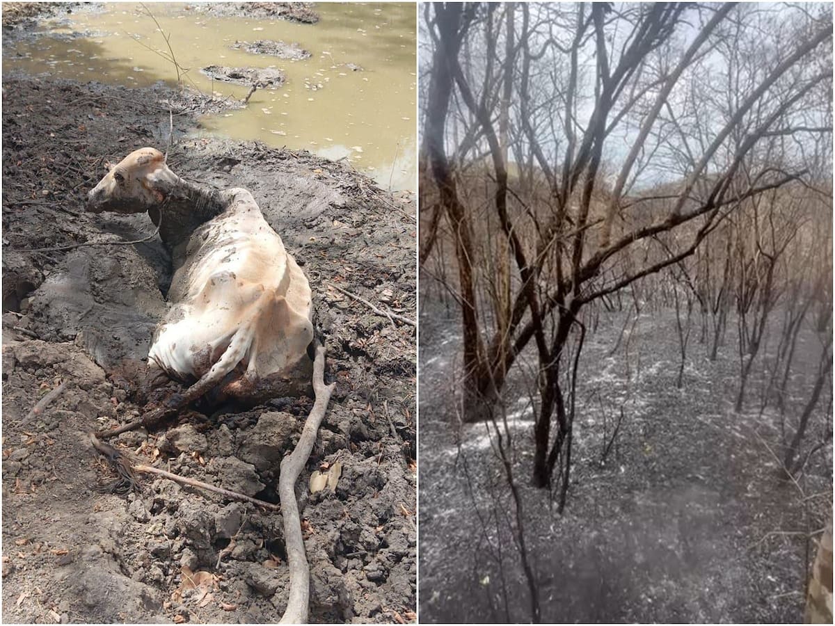 Estamos completamente abandonados: dueña de finca ganadera arrasada por incendio en el Tolima