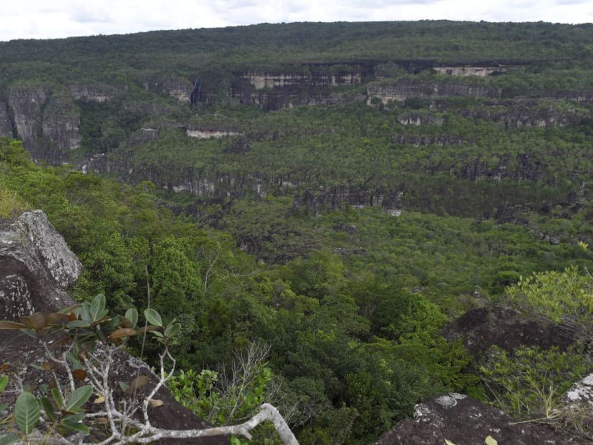 Procuraduría investiga operación 'Artemisa' en Serranía de Chiribiquete