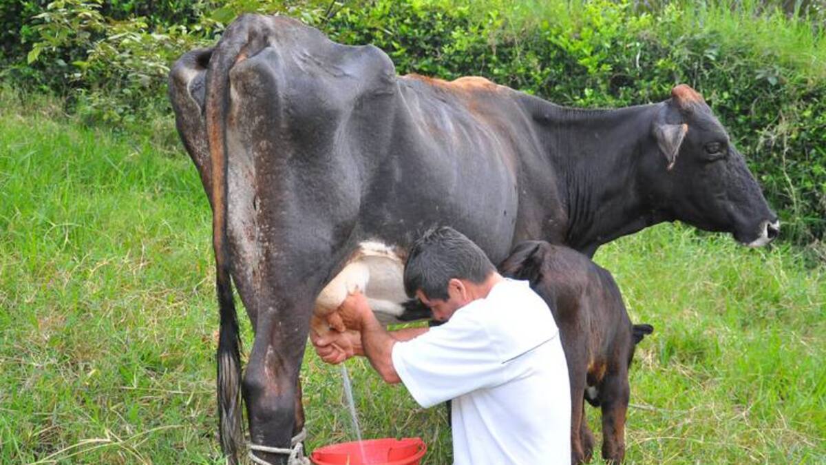 Sector ganadero en Risaralda disminuirá su producción por efectos del clima