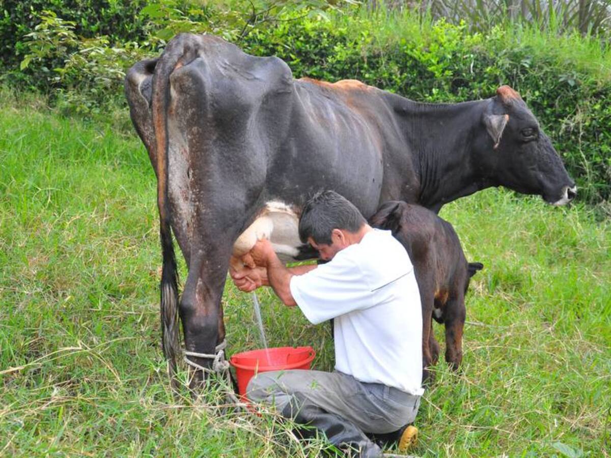 Sector ganadero en Risaralda disminuirá su producción por efectos del clima