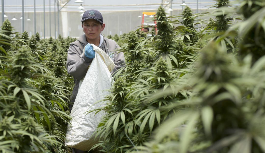 Producción de cannabis con fines medicinales, en Boyacá.