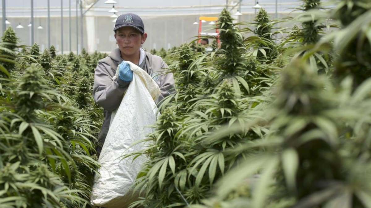 El nuevo rumbo del cannabis medicinal y cómo beneficia a Colombia