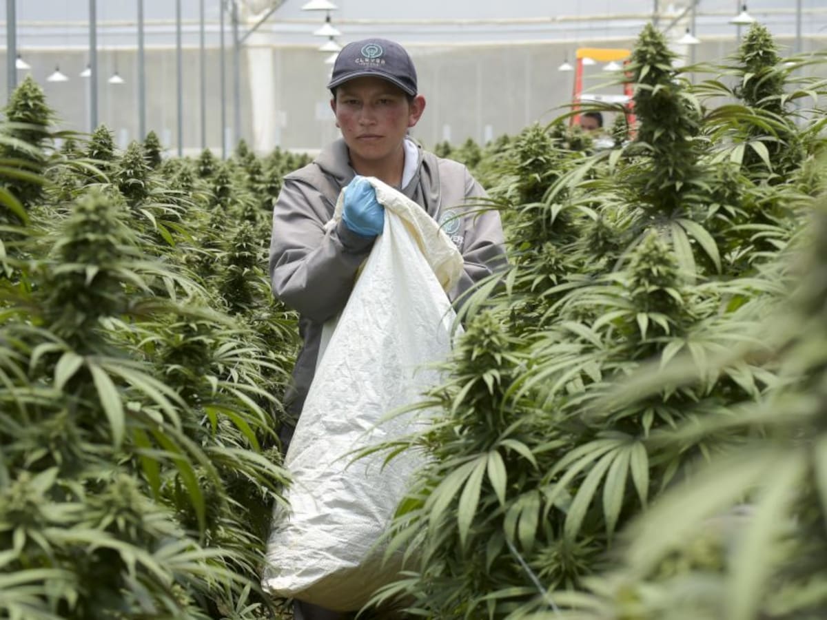 El nuevo rumbo del cannabis medicinal y cómo beneficia a Colombia