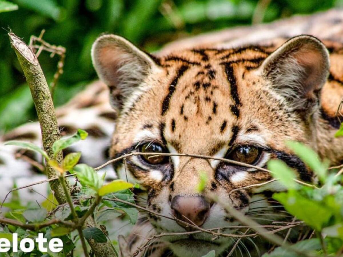 Entidades ambientales sellaron pacto para proteger la fauna en Antioquia