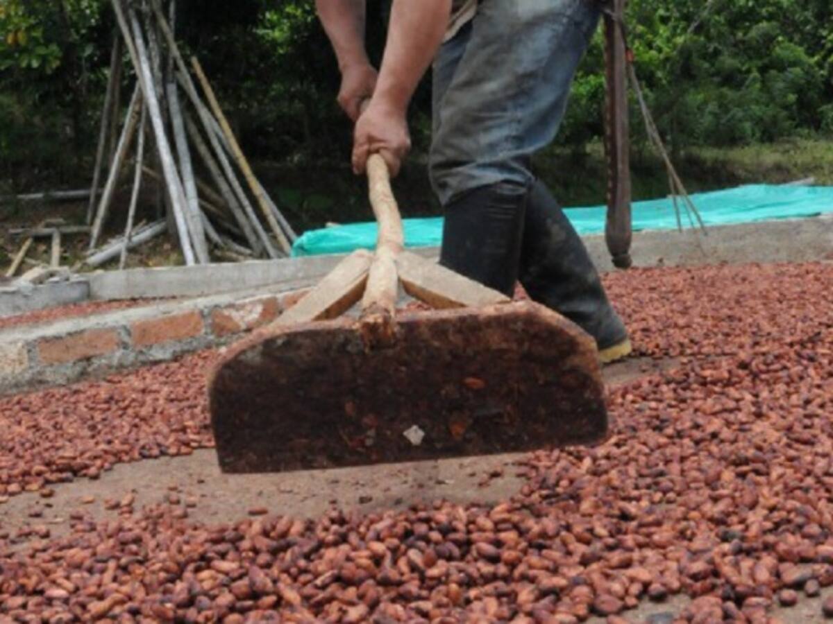 EE.UU. invertirá US$5 millones destinados al reemplazo de cultivos ilícitos en Colombia