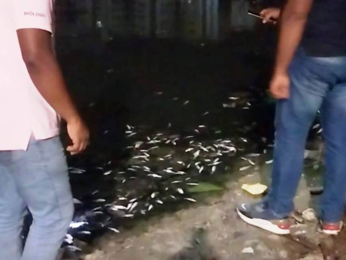 Investigan muerte de peces en el caño Juan Angola, a la altura del sector La Unión