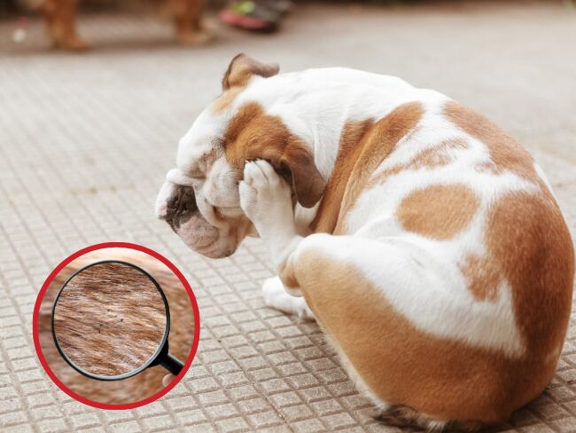 Imagen de referencia de perro con parásitos/ Getty Images