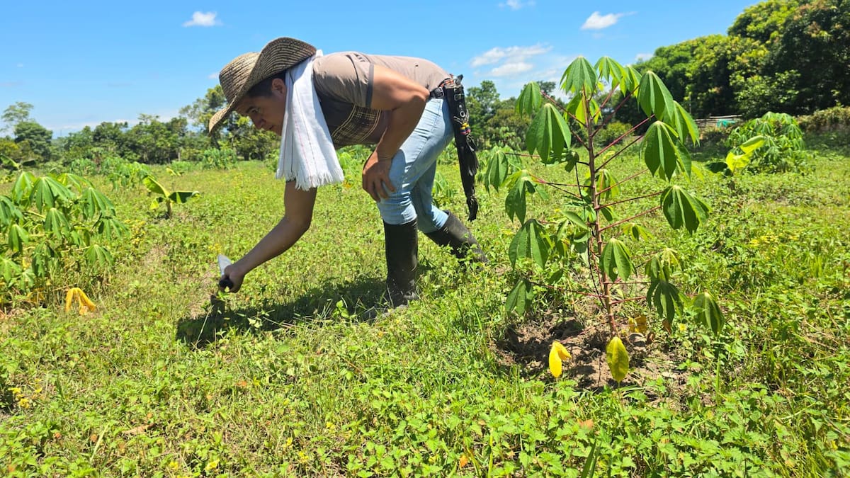 ONU reconoce avances de la Reforma Agraria en Colombia y pide reforzar la protección a familias