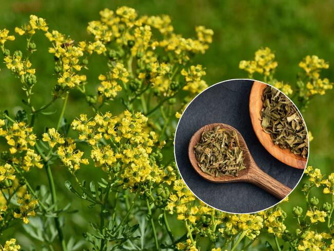 Ruda, planta medicinal (Getty Images)