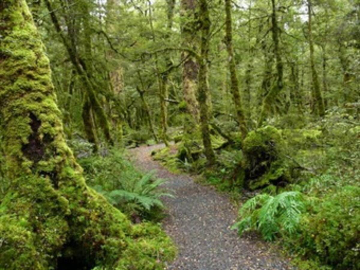 ONU lamenta que Latinoamérica siga retrasada en la protección de los bosques