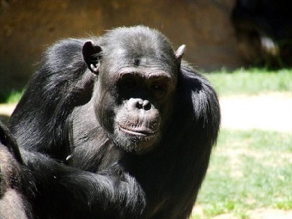 EE.UU. reducirá "sustancialmente" uso de chimpancés para investigación médica