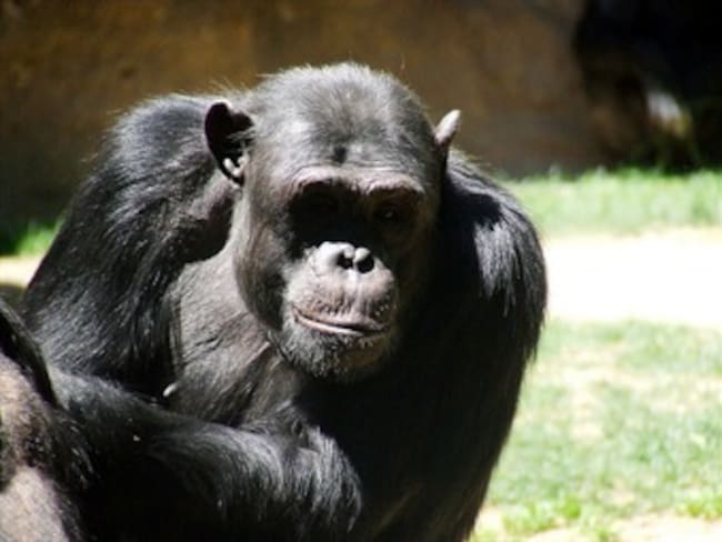 EE.UU. reducirá &quot;sustancialmente&quot; uso de chimpancés para investigación médica