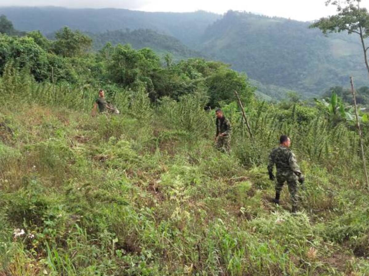 Tropas del Ejército destruyeron más 5.400 matas de marihuana en el Meta