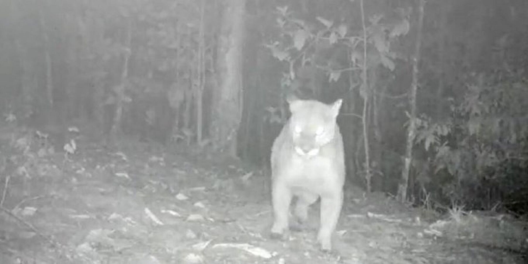 Foto tomada de @braulioEMarquez