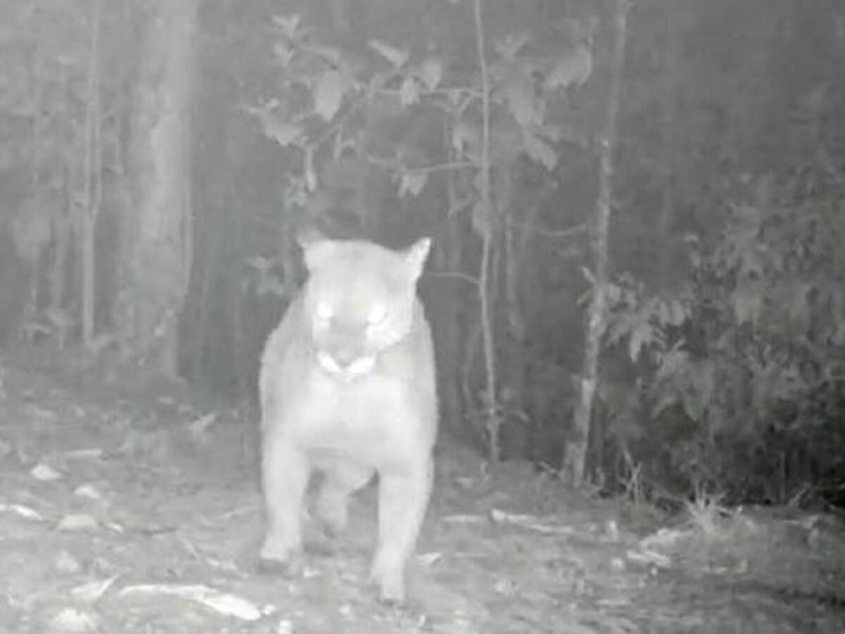 Un imponente puma fue visto en una zona protegida de Envigado
