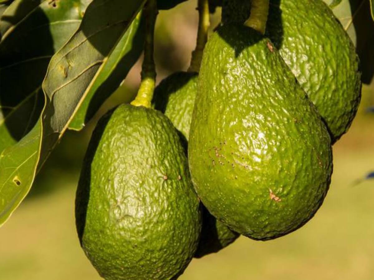 Impulsan centro de acopio de aguacate en el Tolima