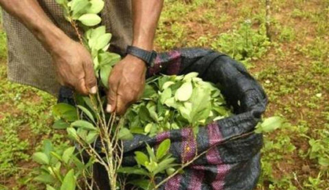 Gobierno ha girado más de 30 mil millones de pesos a excultivadores