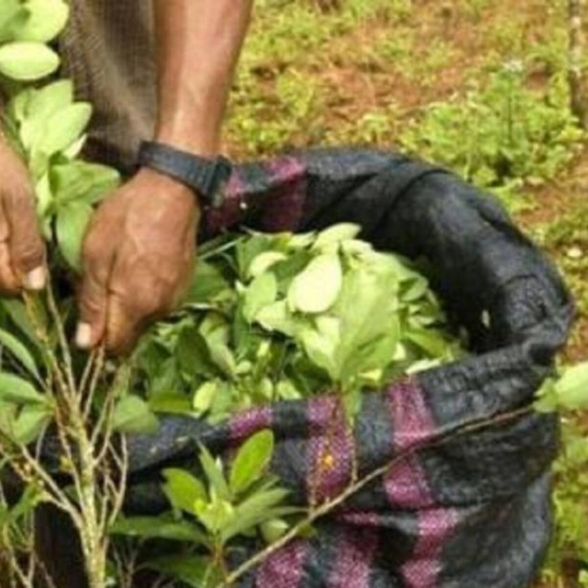 Gobierno ha girado más de 30 mil millones de pesos a excultivadores