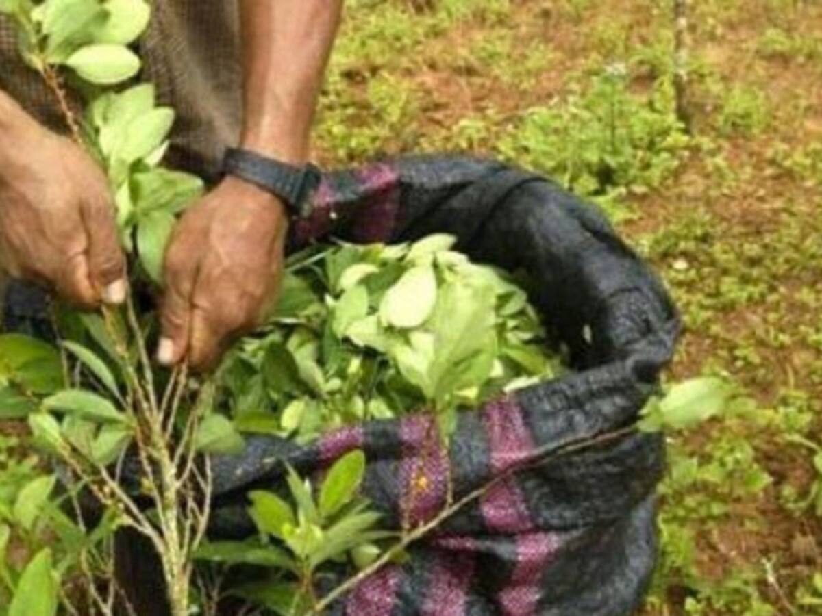 Gobierno ha girado más de 30 mil millones de pesos a excultivadores