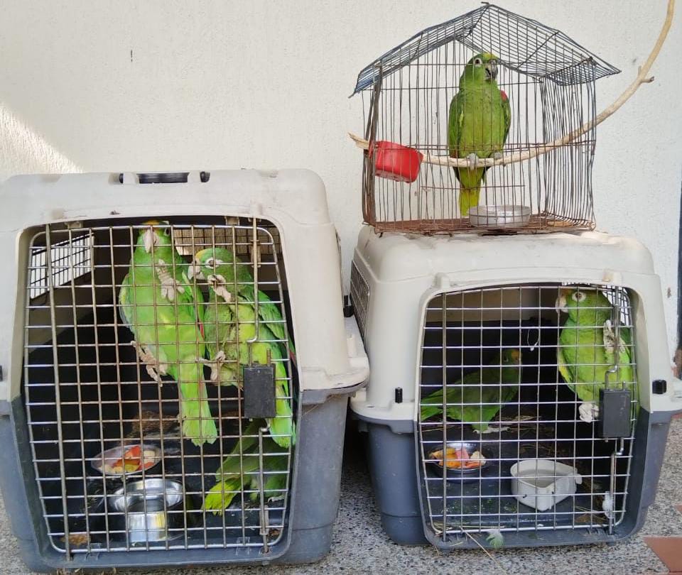 Se recuerda a la comunidad que los animales silvestres NO son mascotas.