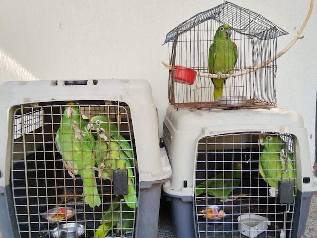 Se recuerda a la comunidad que los animales silvestres NO son mascotas.