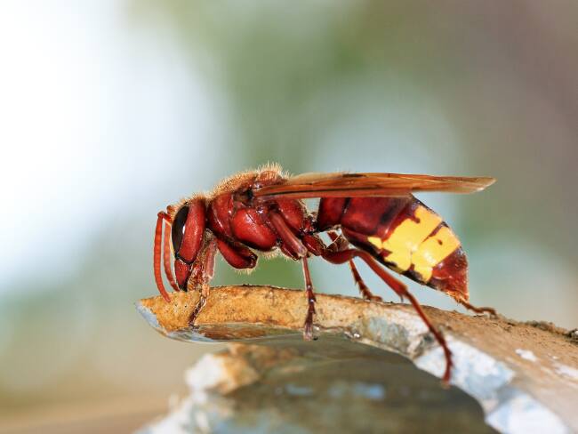 Este insecto tiene la capacidad de consumir grandes cantidades de alcohol y no sentir “guayabo”