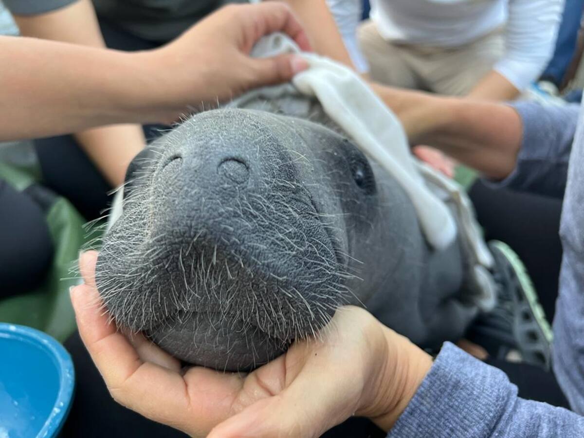 ¡El Magdalena celebra 2 años de ‘Tasajerito’!
