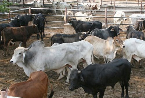 Gremio ganadero preocupado por el fenómeno del niño y sus efectos sobre la producción de carne / Foto Redes Sociales