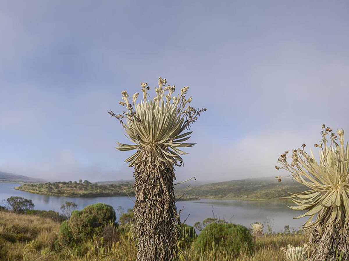 En el Páramo La Cortadera del municipio de Siachoque están talando especies nativas