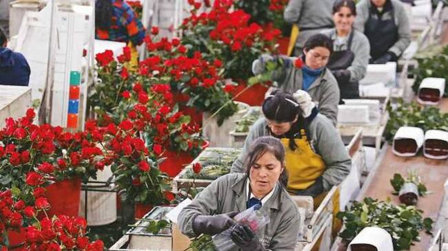 Floricultores de la sabana.