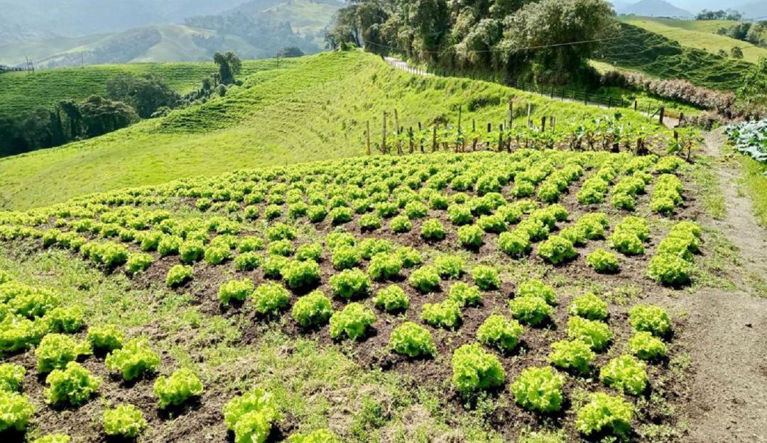 Hortalizas en Manizales