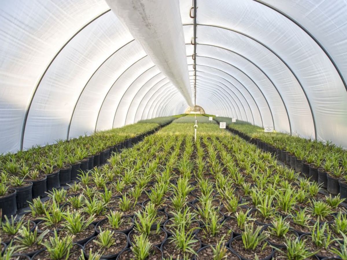 Mega viveros para combatir la deforestación