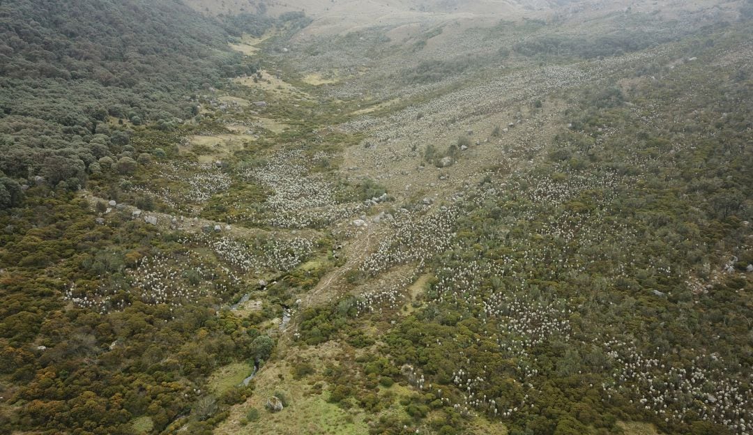 Esta semana, Expedición Páramo llega a Guantiva-La Rusia, páramo conformado por 119.000 hectáreas de la cordillera Oriental 