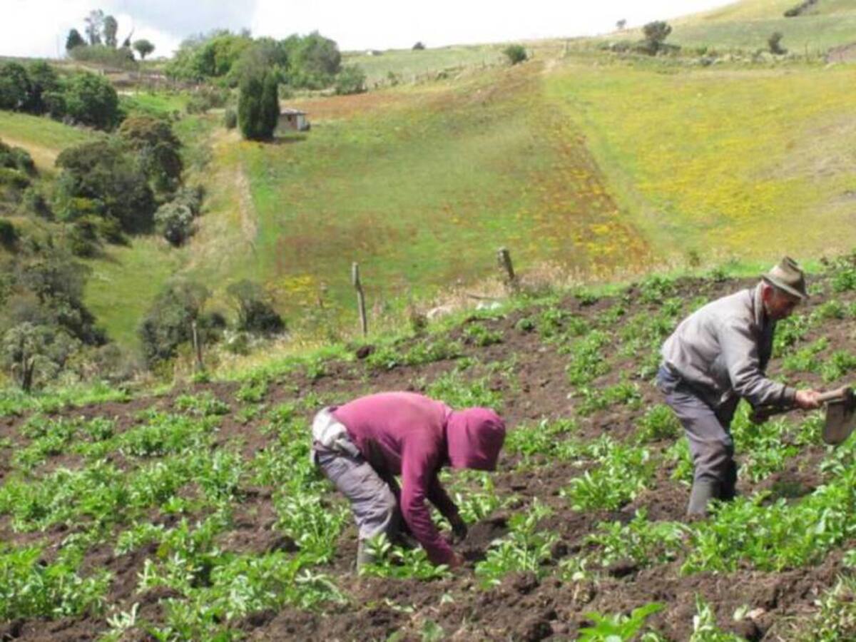 En Risaralda buscan fortalecer proyectos productivos de miel, mora y hortalizas